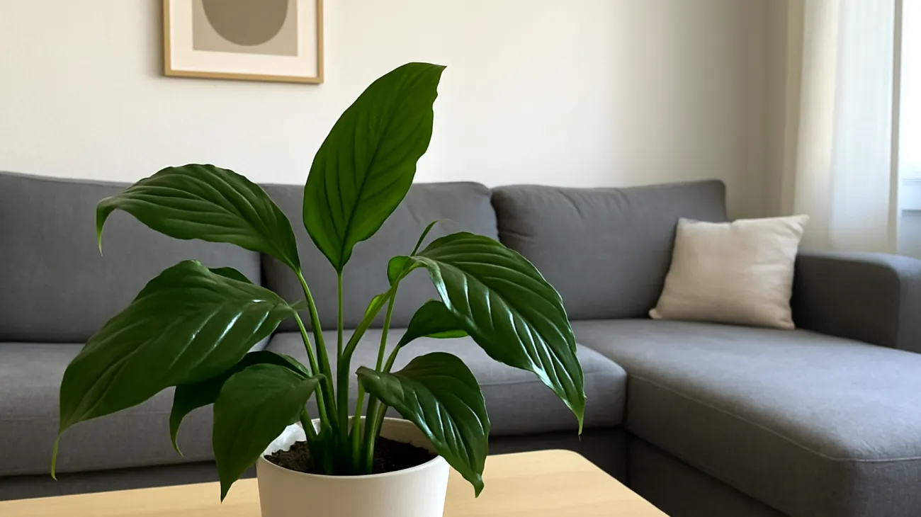Sansevieria"